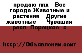 продаю лпх - Все города Животные и растения » Другие животные   . Чувашия респ.,Порецкое. с.